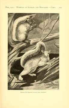 Image of Sciurus niger rufiventer É. Geoffroy Saint-Hilaire 1803