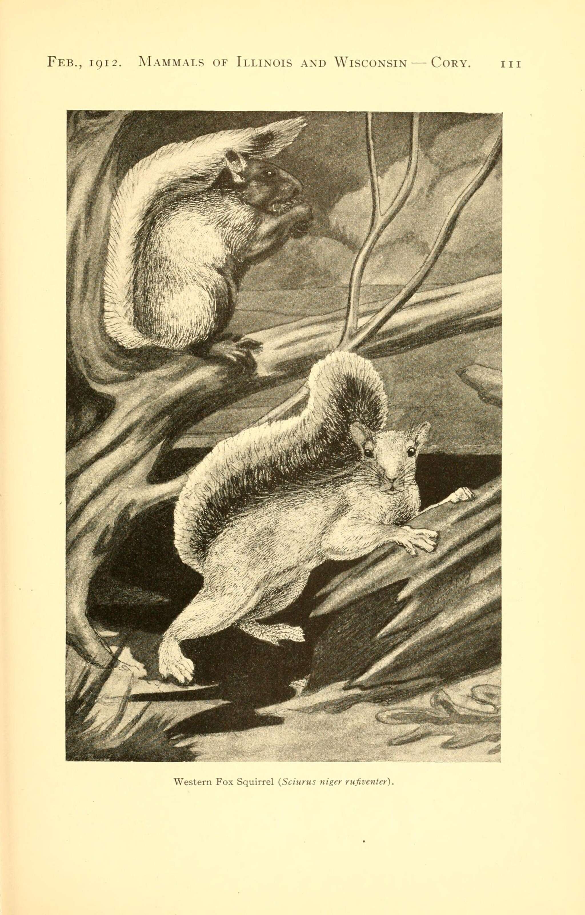 Image de Sciurus niger rufiventer É. Geoffroy Saint-Hilaire 1803