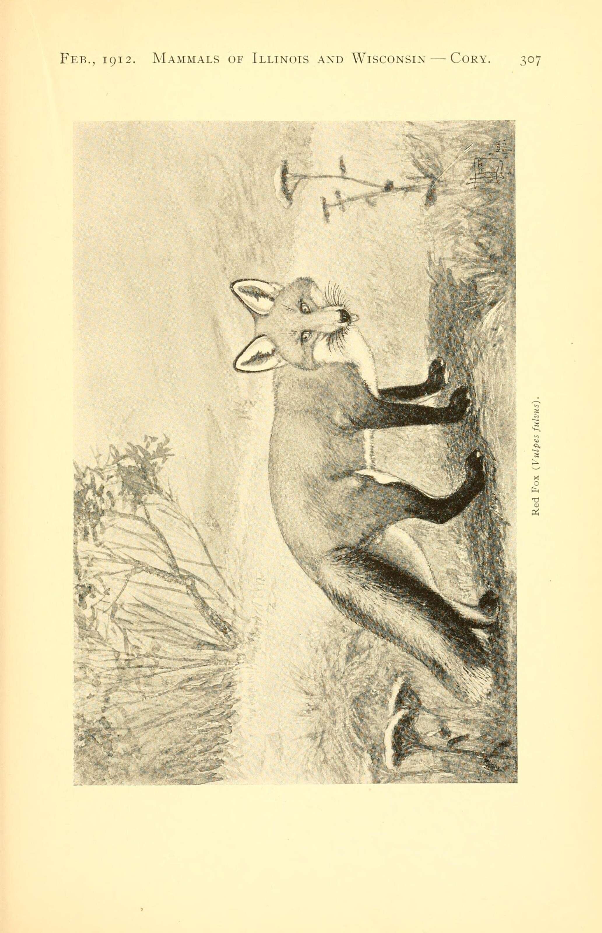Image of coyotes, dogs, foxes, jackals, and wolves
