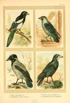 Image of magpie