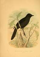 Melaenornis edolioides lugubris (Müller & JW 1851) resmi