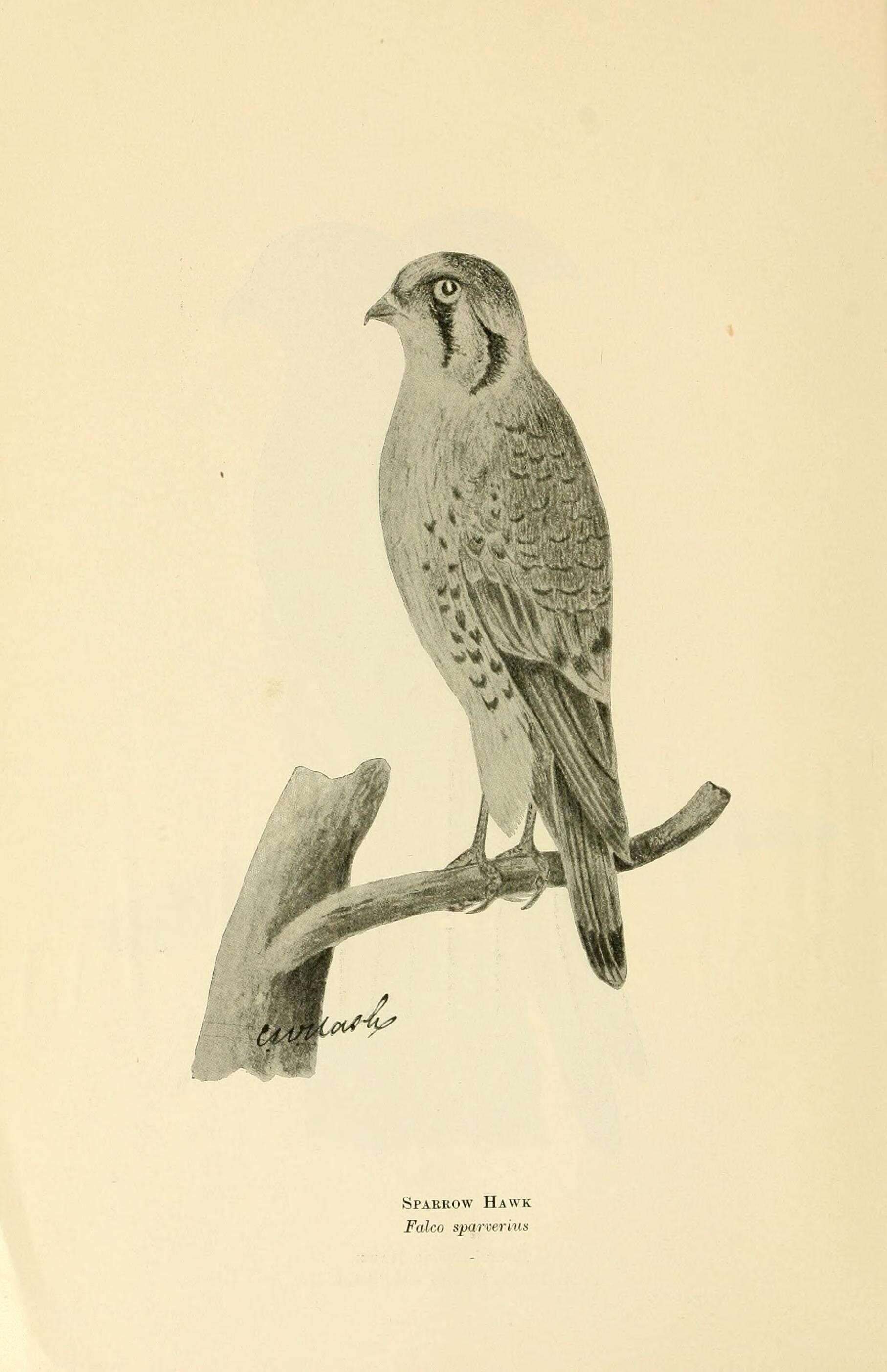 Image of American Kestrel