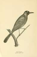 Image of Bronze grackle