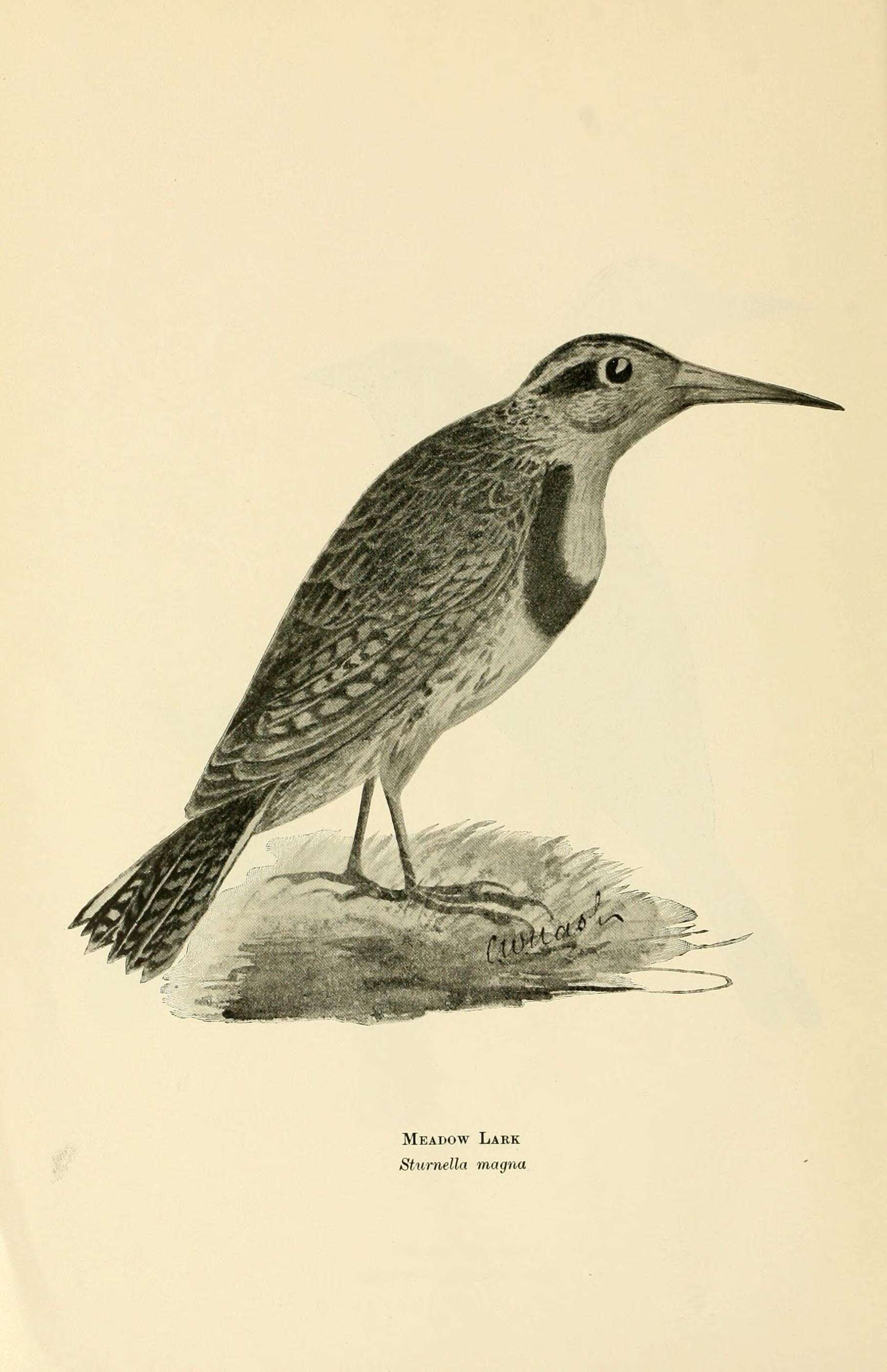 Image of Eastern Meadowlark