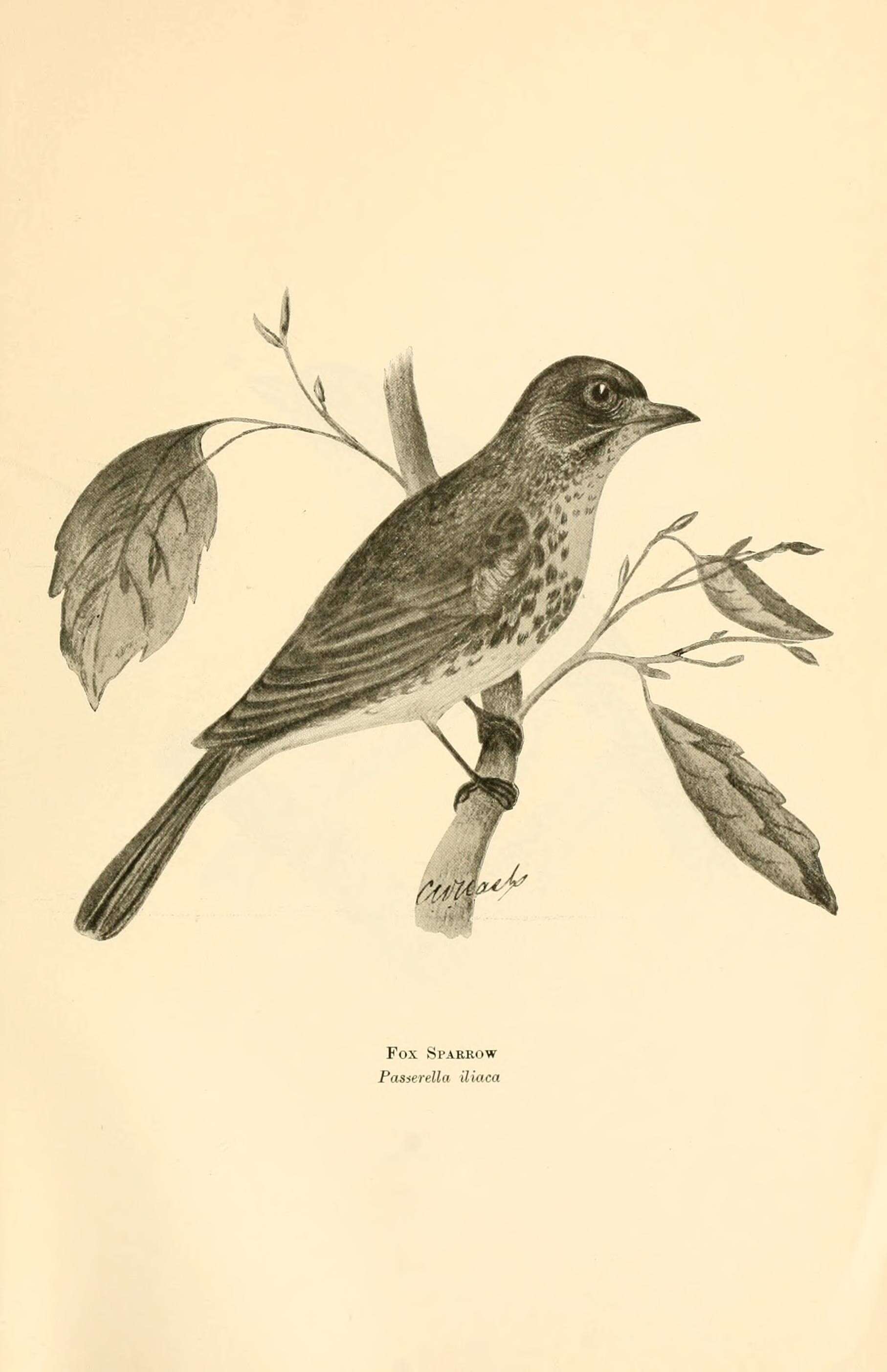 Image of Passerella Swainson 1837
