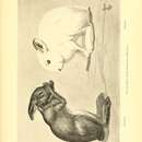 Sivun Lepus americanus phaeonotus J. A. Allen 1899 kuva