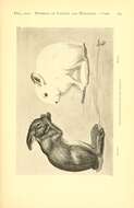 Imagem de Lepus americanus phaeonotus J. A. Allen 1899