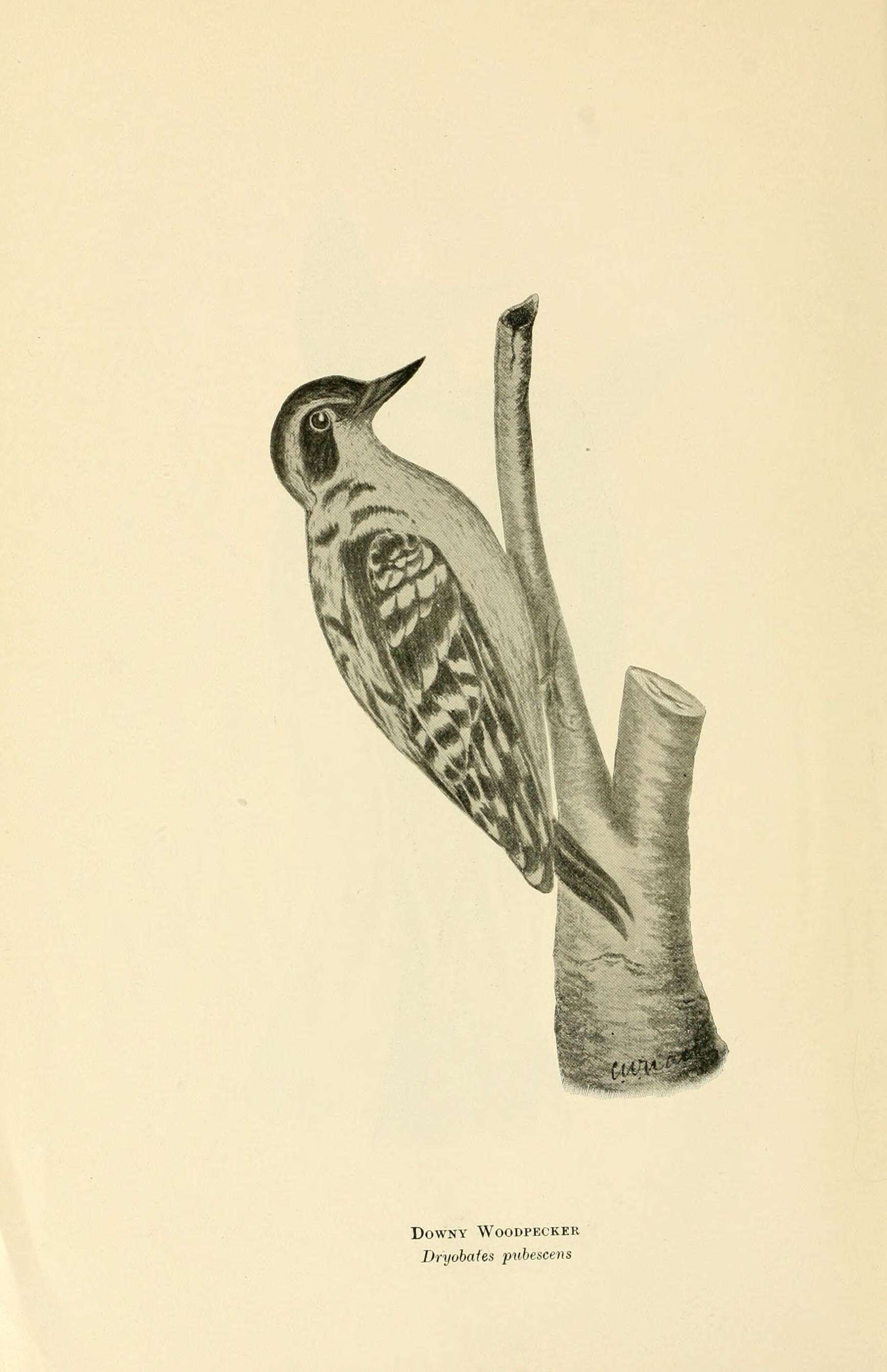 Image of Downy Woodpecker