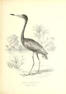 Image of Egretta tricolor ruficollis Gosse 1847