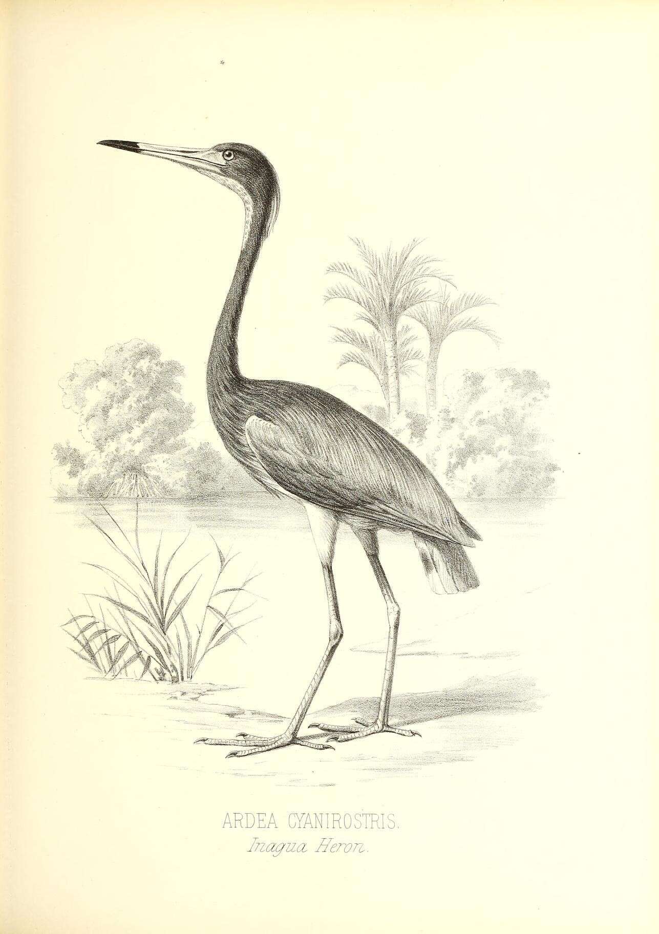 Image of Egretta tricolor ruficollis Gosse 1847