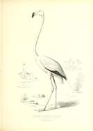 Imagem de Phoenicopterus ruber Linnaeus 1758