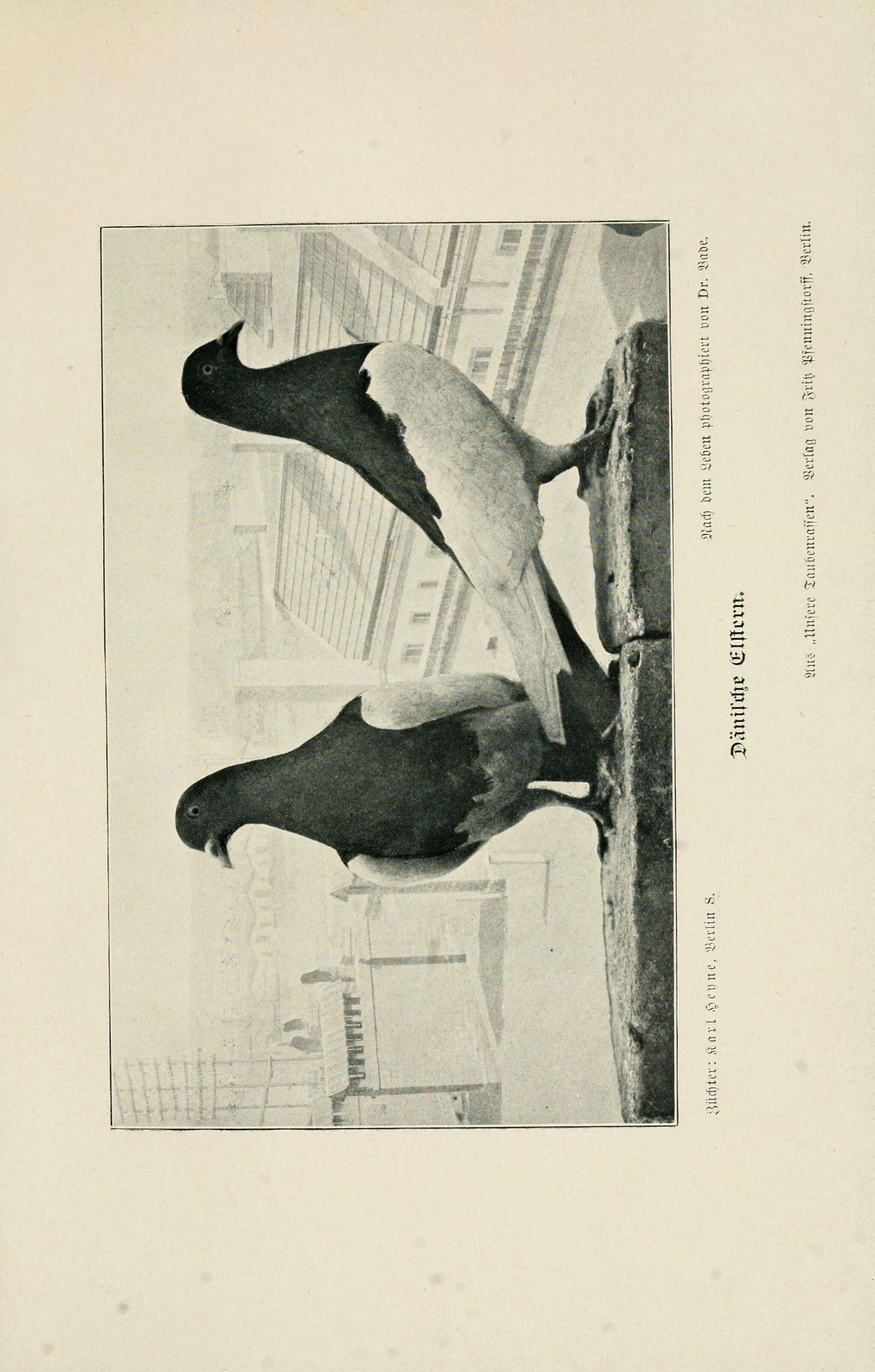 Image of Common Pigeon