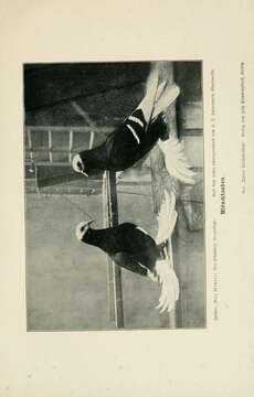 Image of Common Pigeon