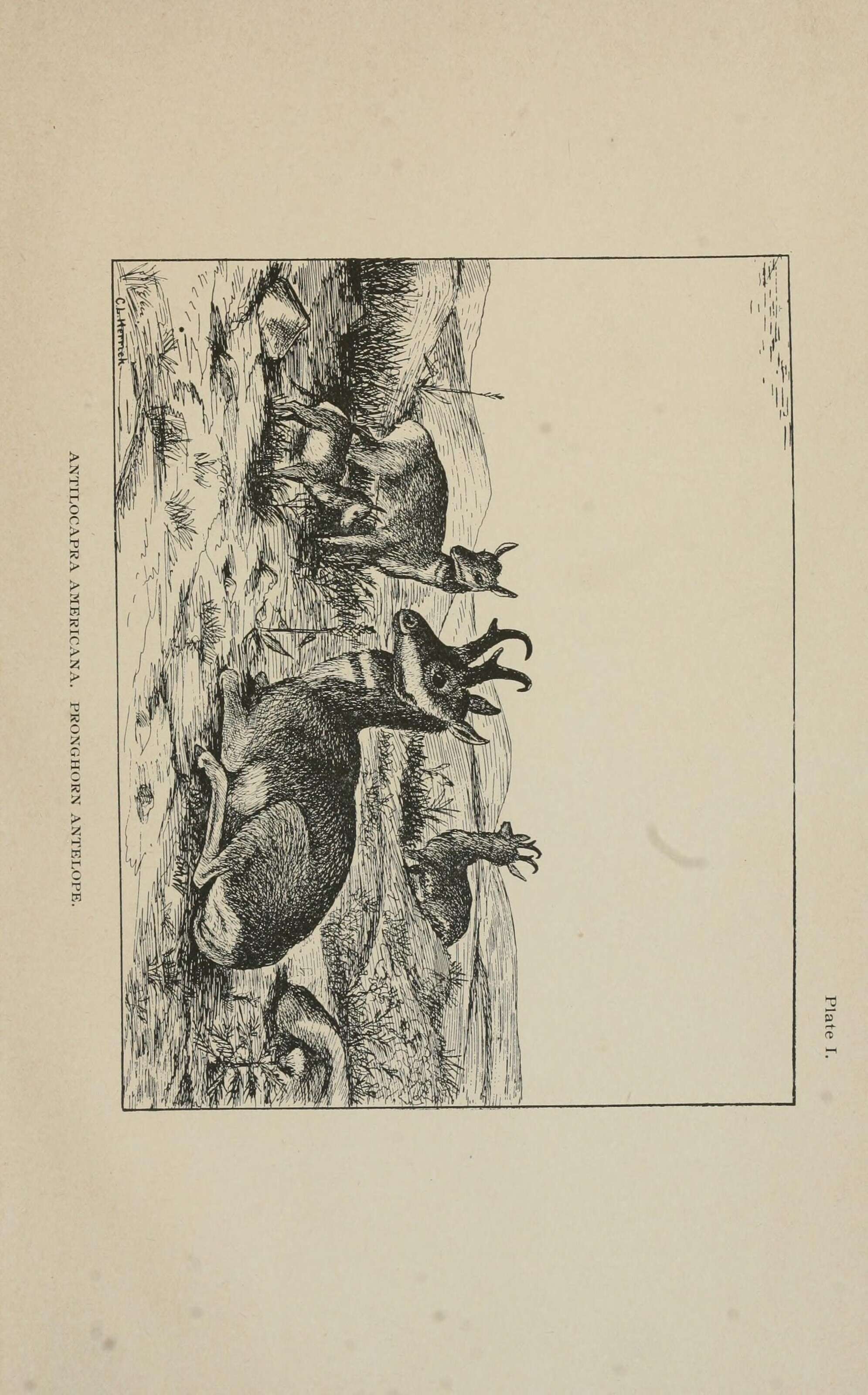 Image of Antilocapra Ord 1818