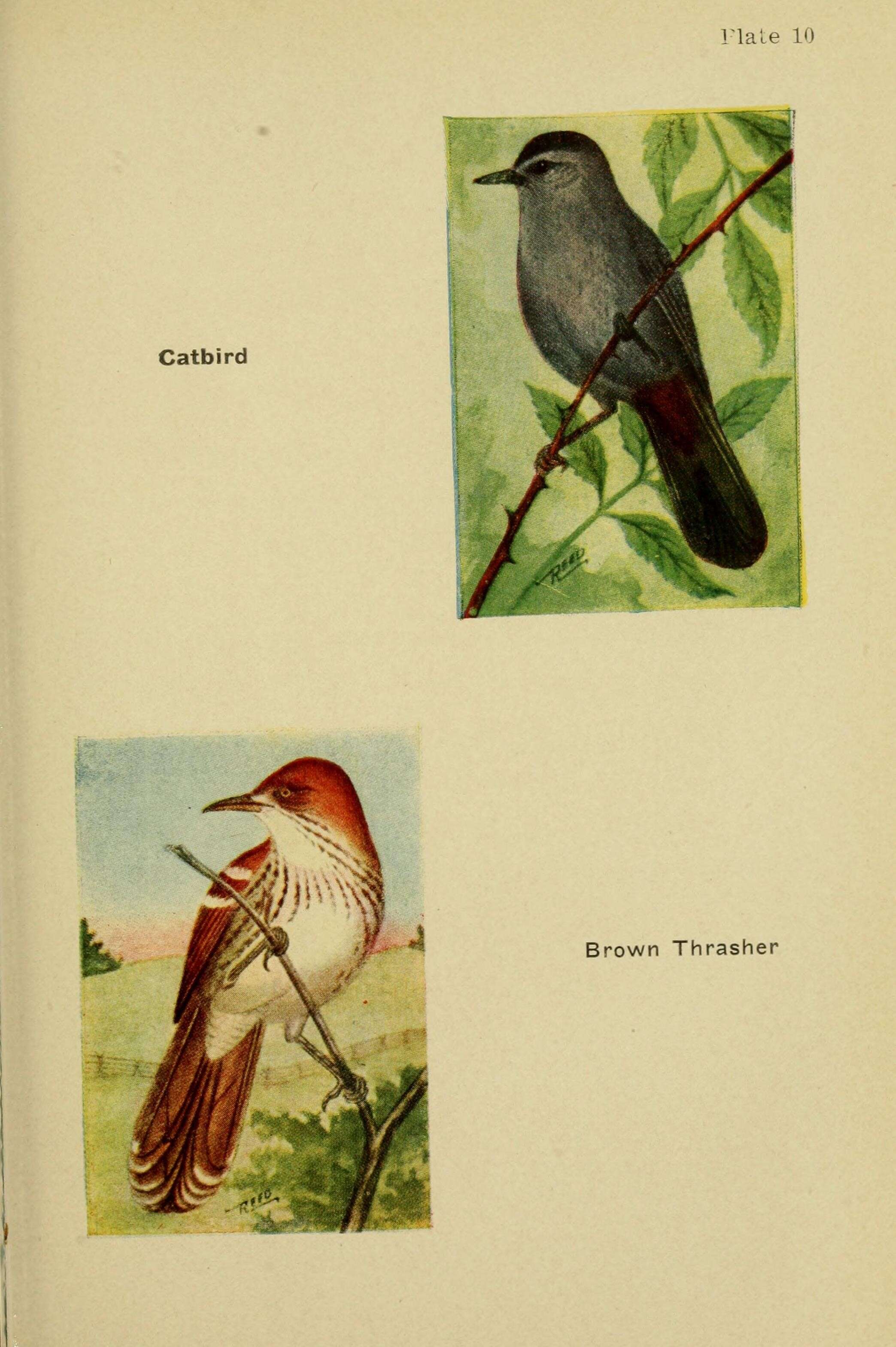 Image of Dumetella Wood & CT 1837