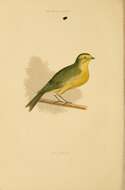 Image of Atlantic Canary