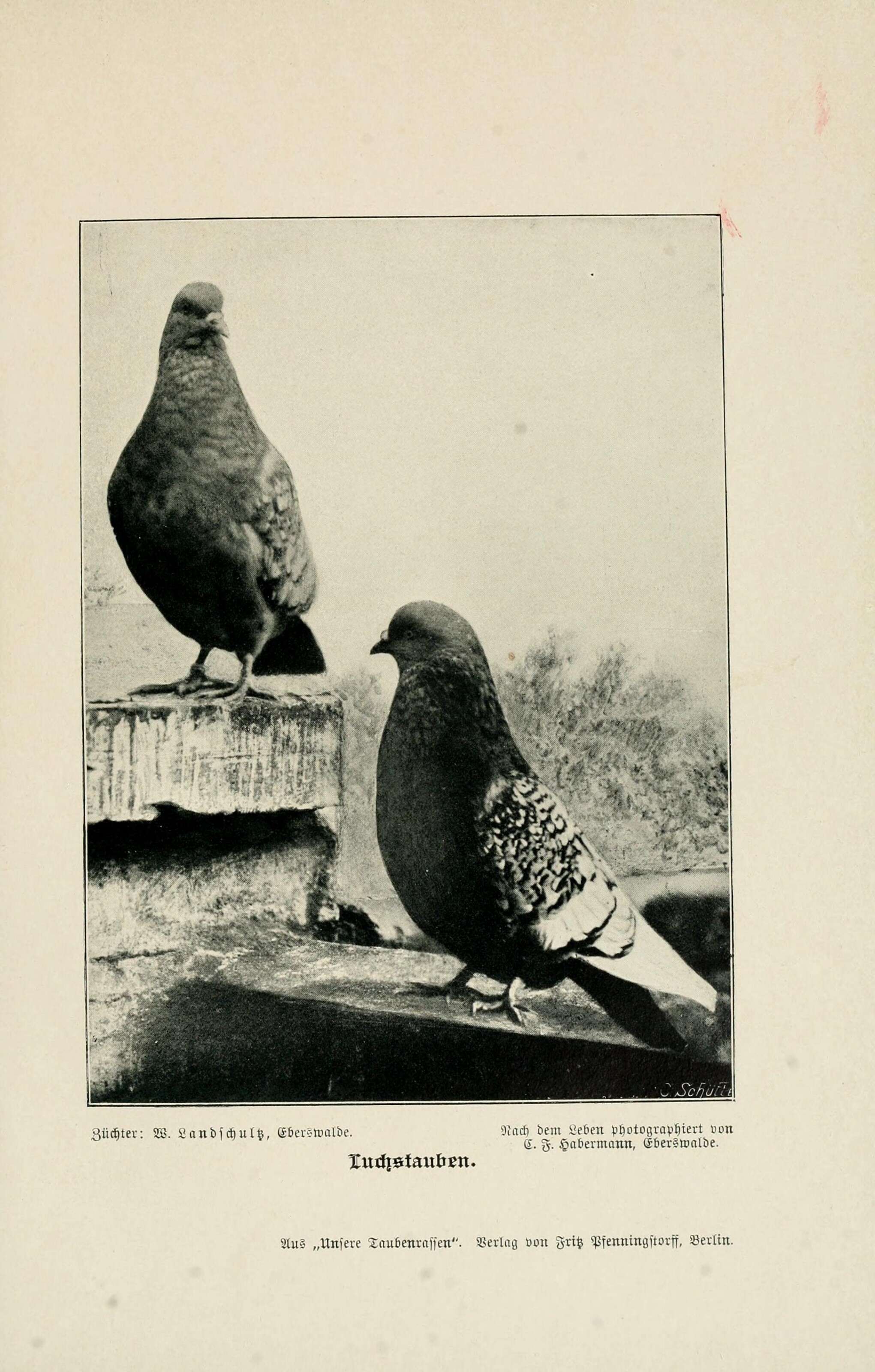 Image of Common Pigeon