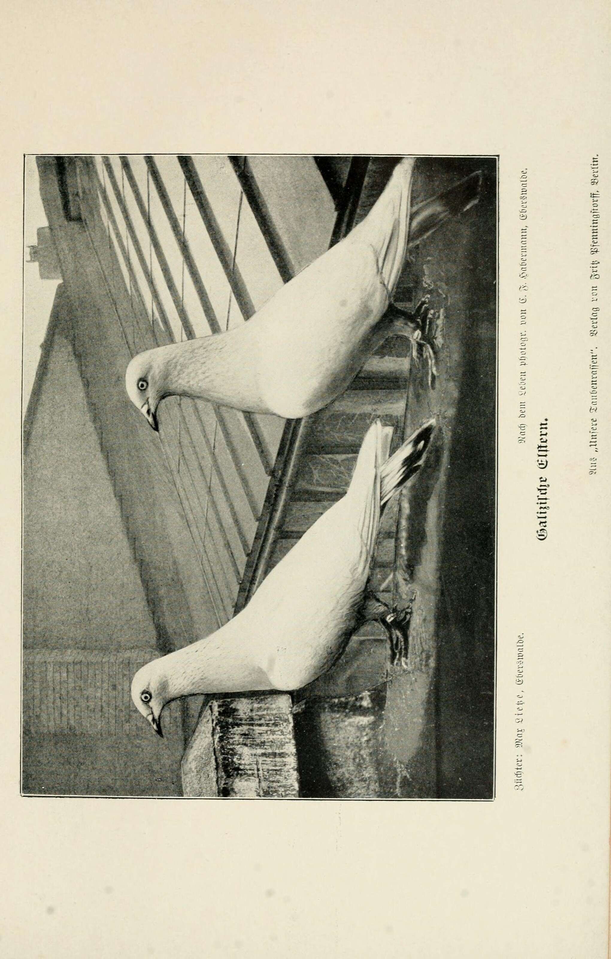 Image of Common Pigeon