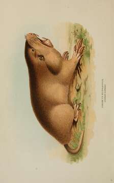 Image of Plains Pocket Gopher