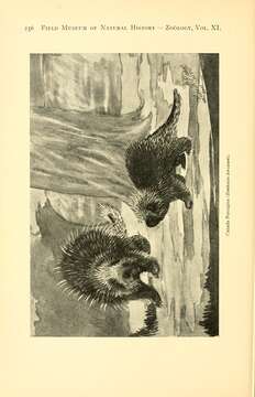 Image of North American porcupine