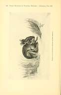 Image of Sylvilagus floridanus mearnsii
