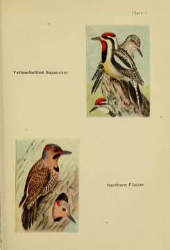 Image of Sapsucker