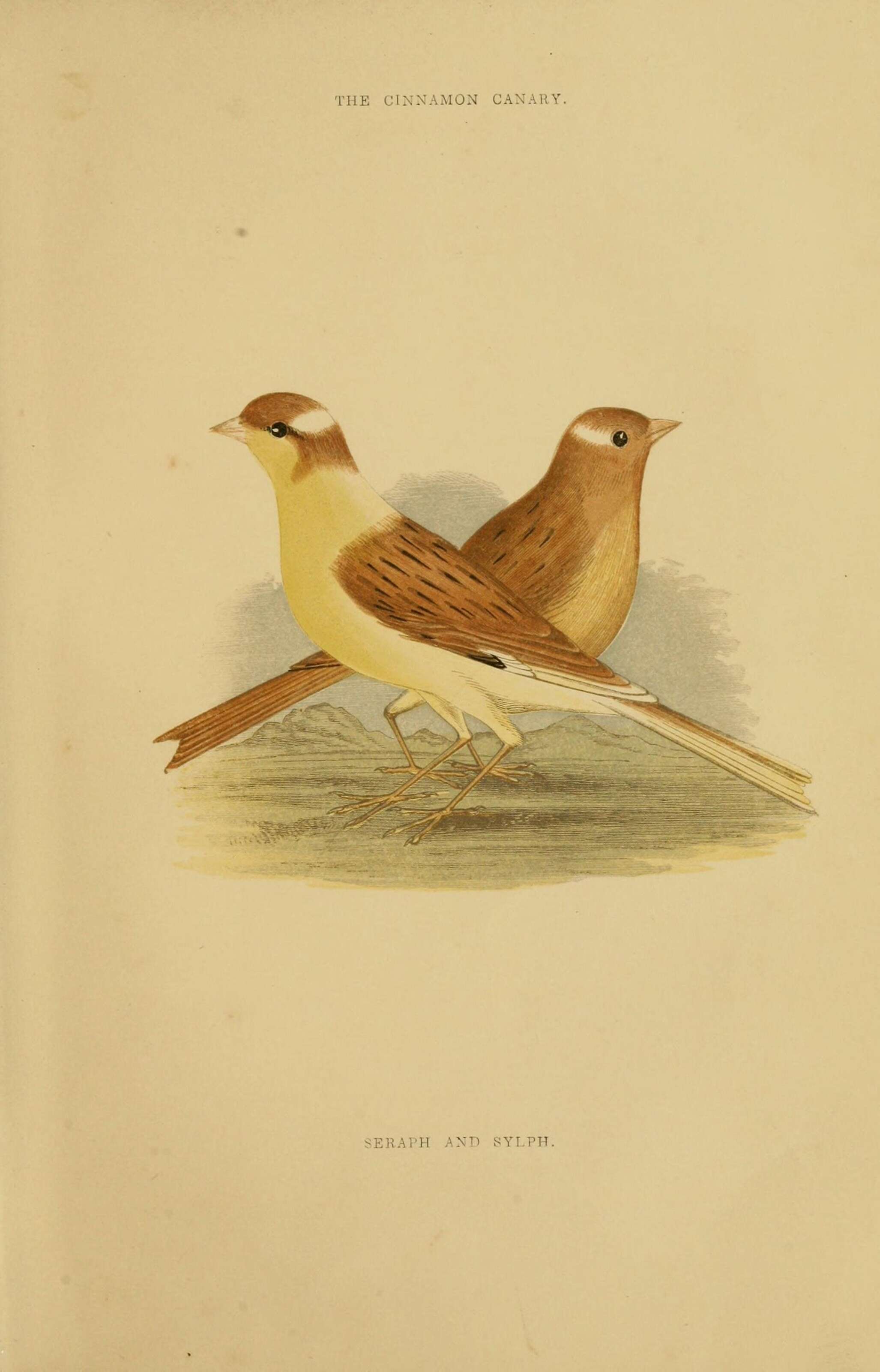 Image of Atlantic Canary