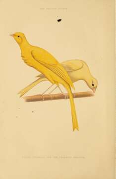 Image of Atlantic Canary