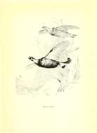 Image of Lyrurus Swainson 1832