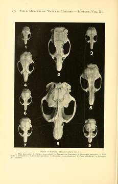 Image of Mus subgen. Mus Linnaeus 1758