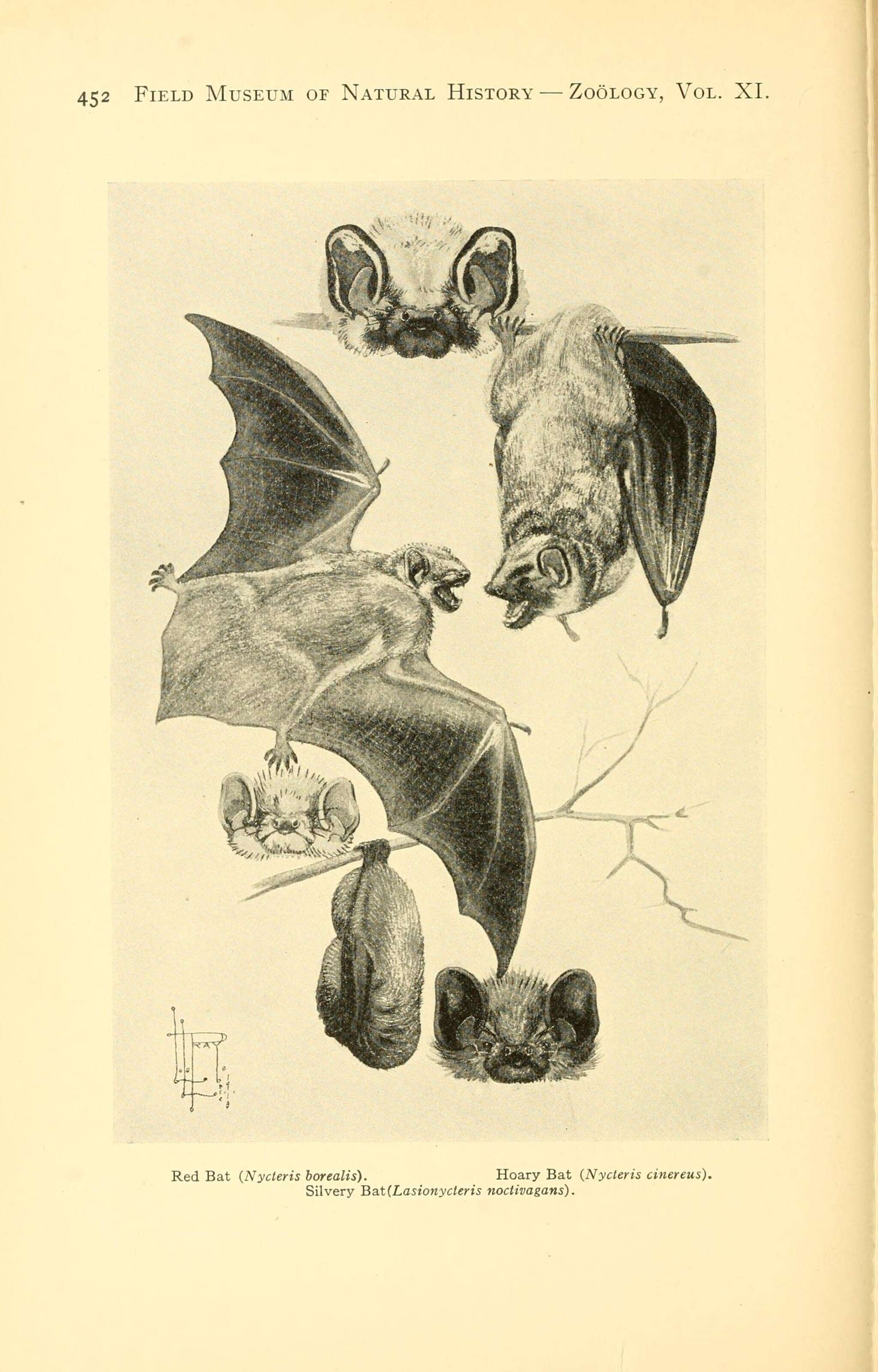 Image of Eastern Red Bat