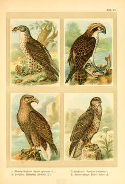 Image of honey buzzard, european honey buzzard