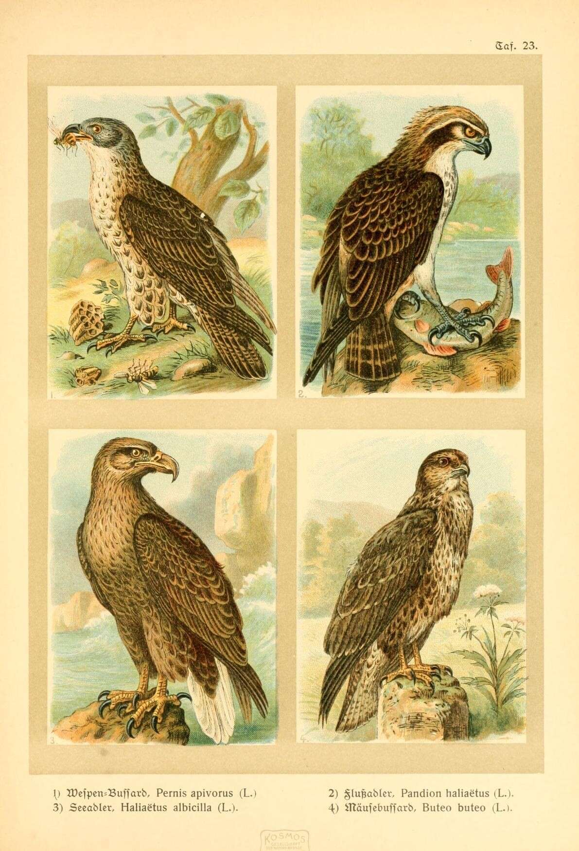 Image of honey buzzard, european honey buzzard