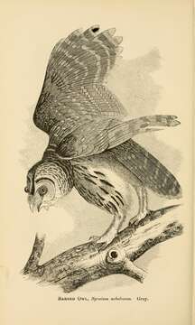 Image of Barred Owl