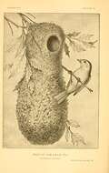 Image of Psaltriparus Bonaparte 1850