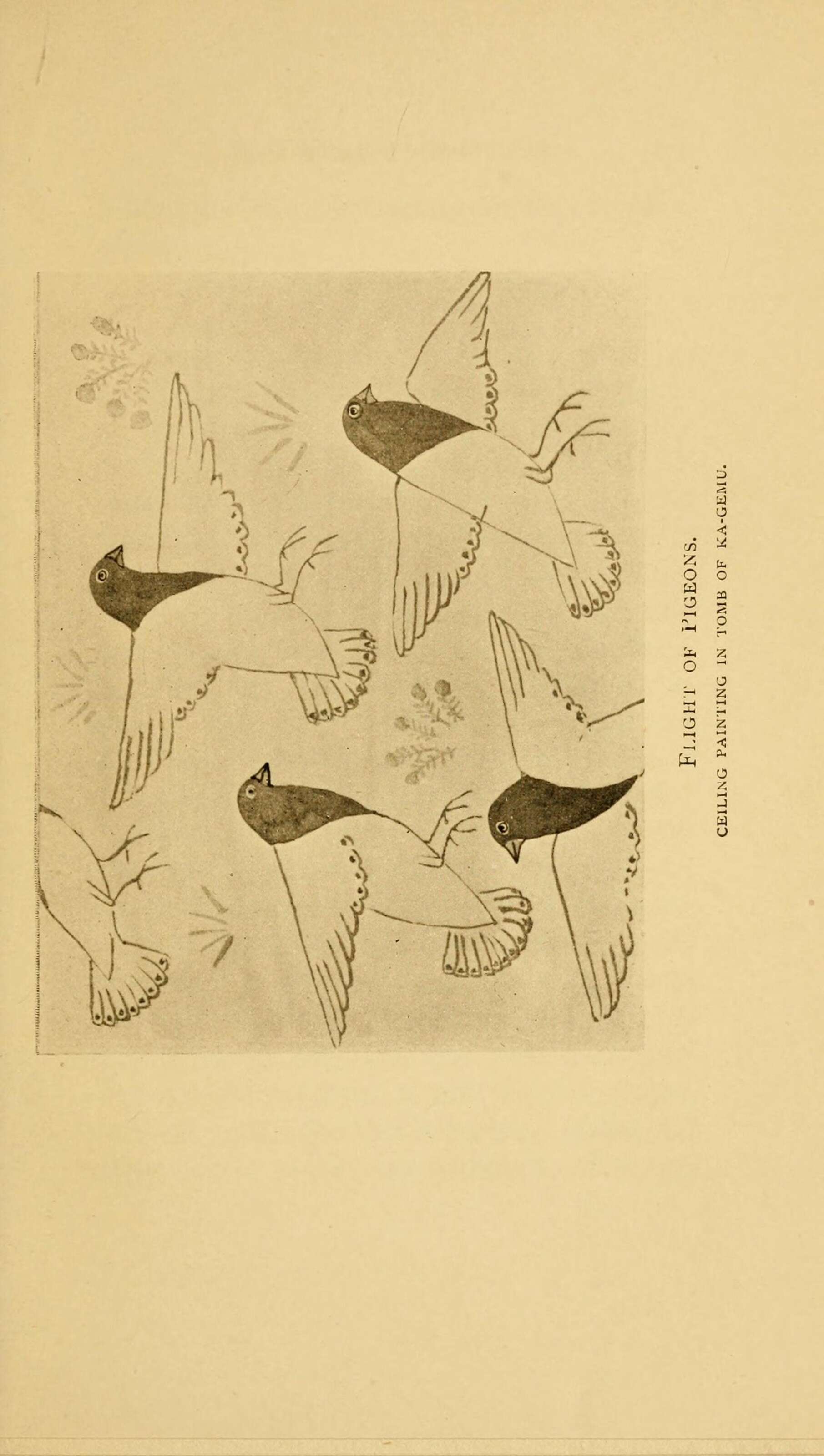 Image of doves