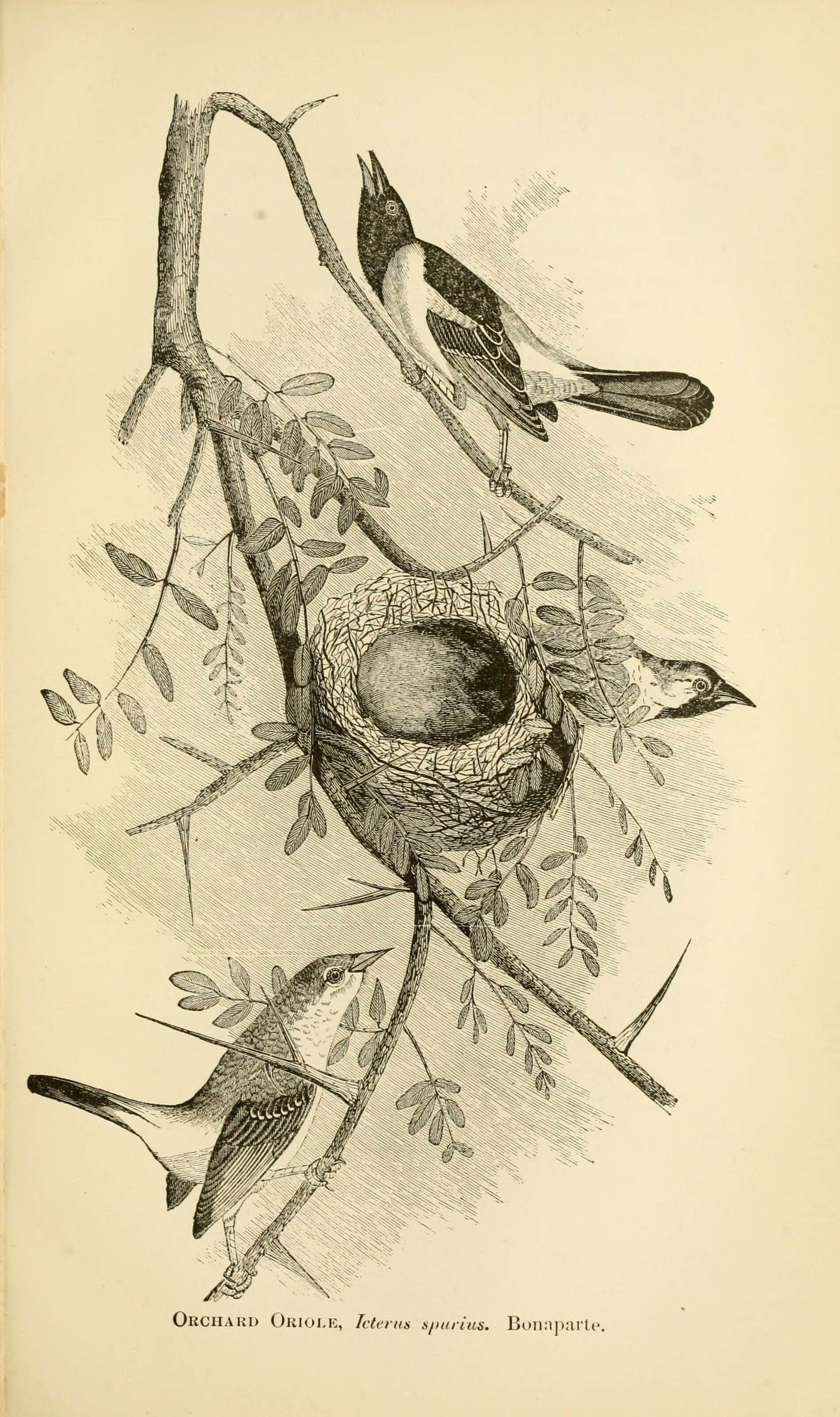 Image of Orchard Oriole