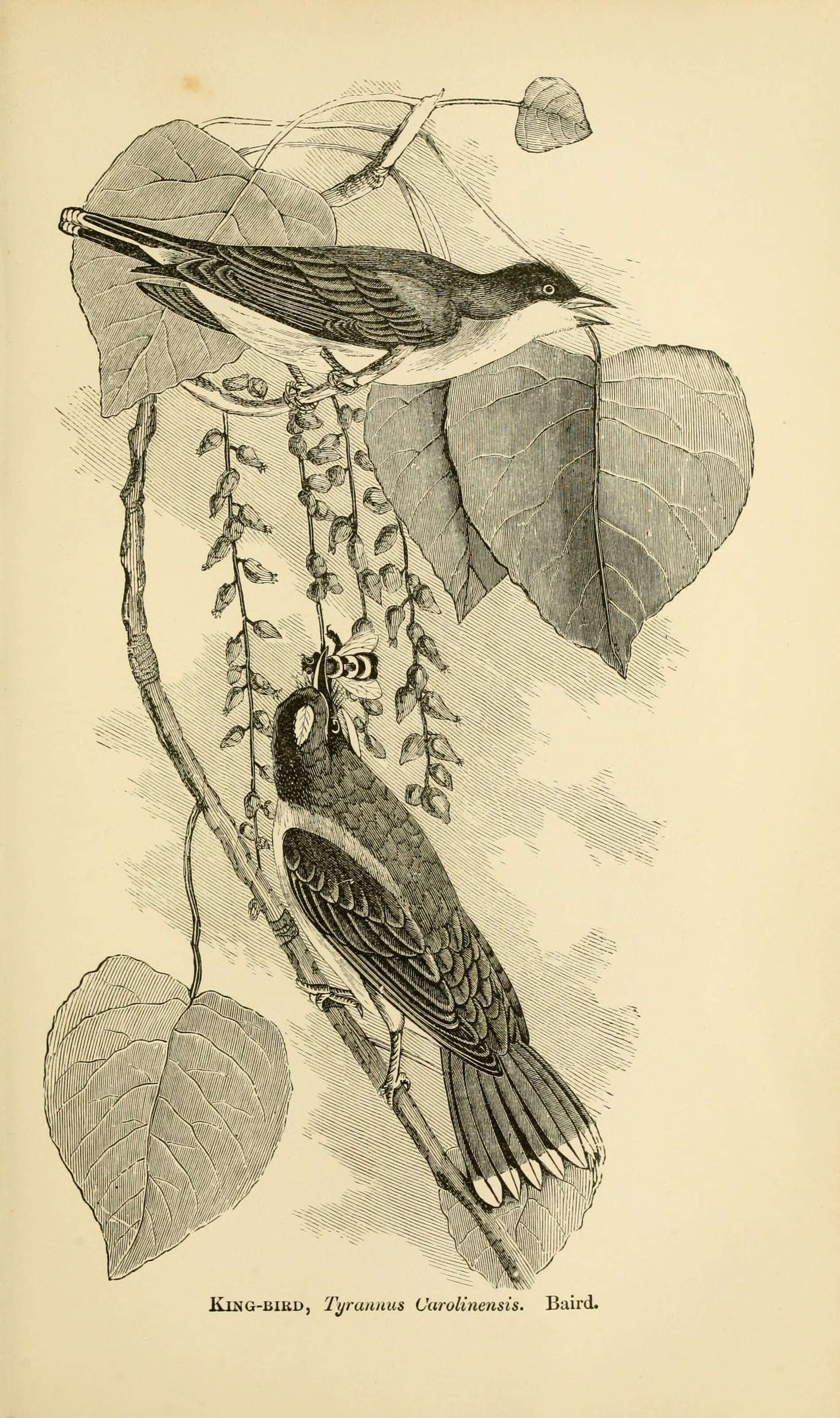 Image of Eastern Kingbird