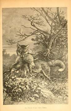 Imagem de Vulpes Frisch 1775