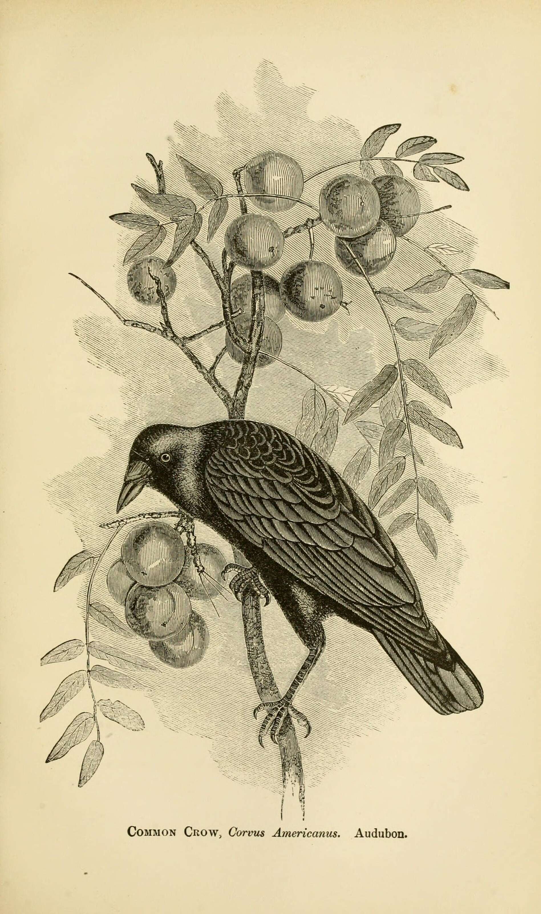 Слика од Corvus brachyrhynchos Brehm & CL 1822