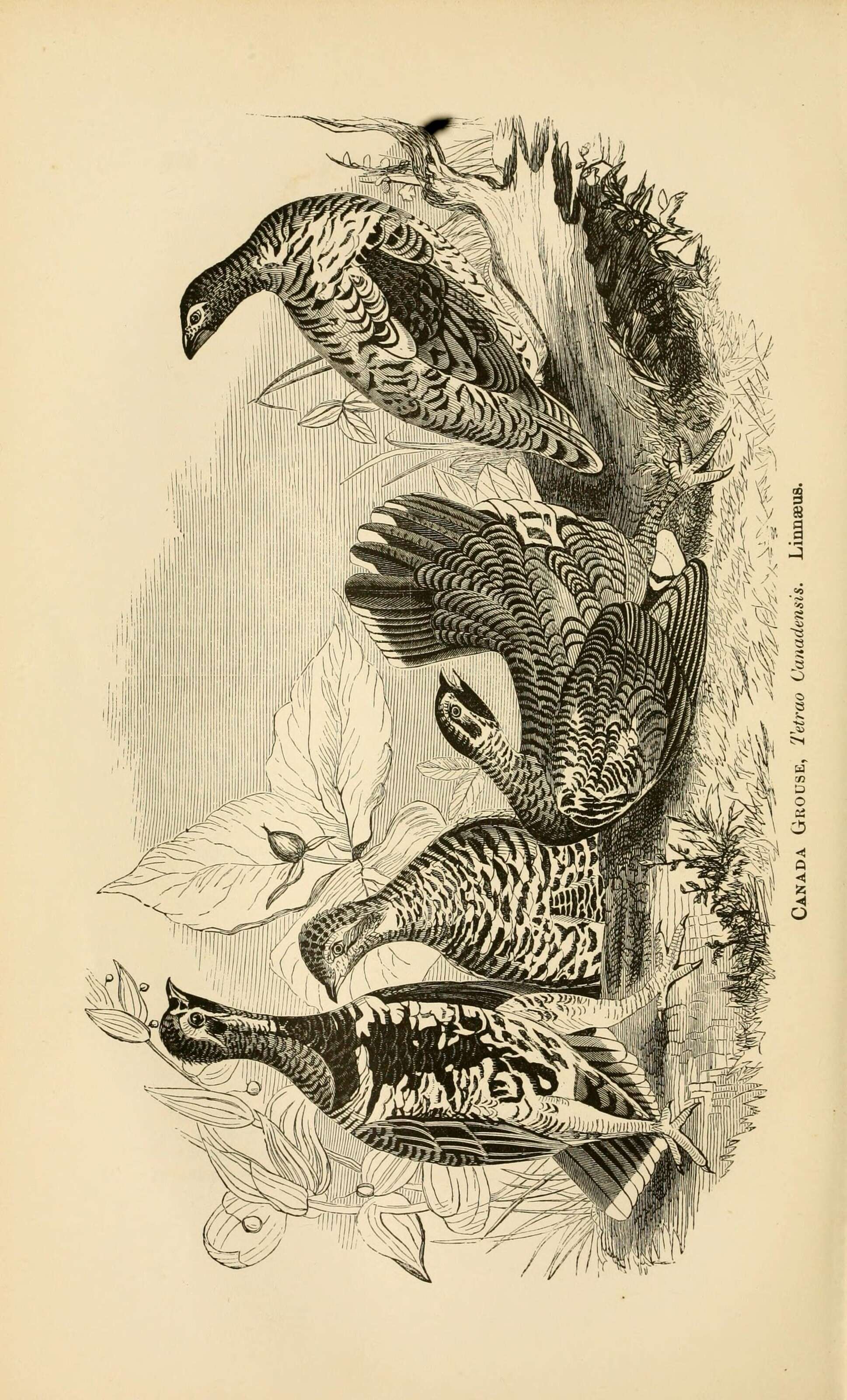 Image of Falcipennis Elliot & DG 1864