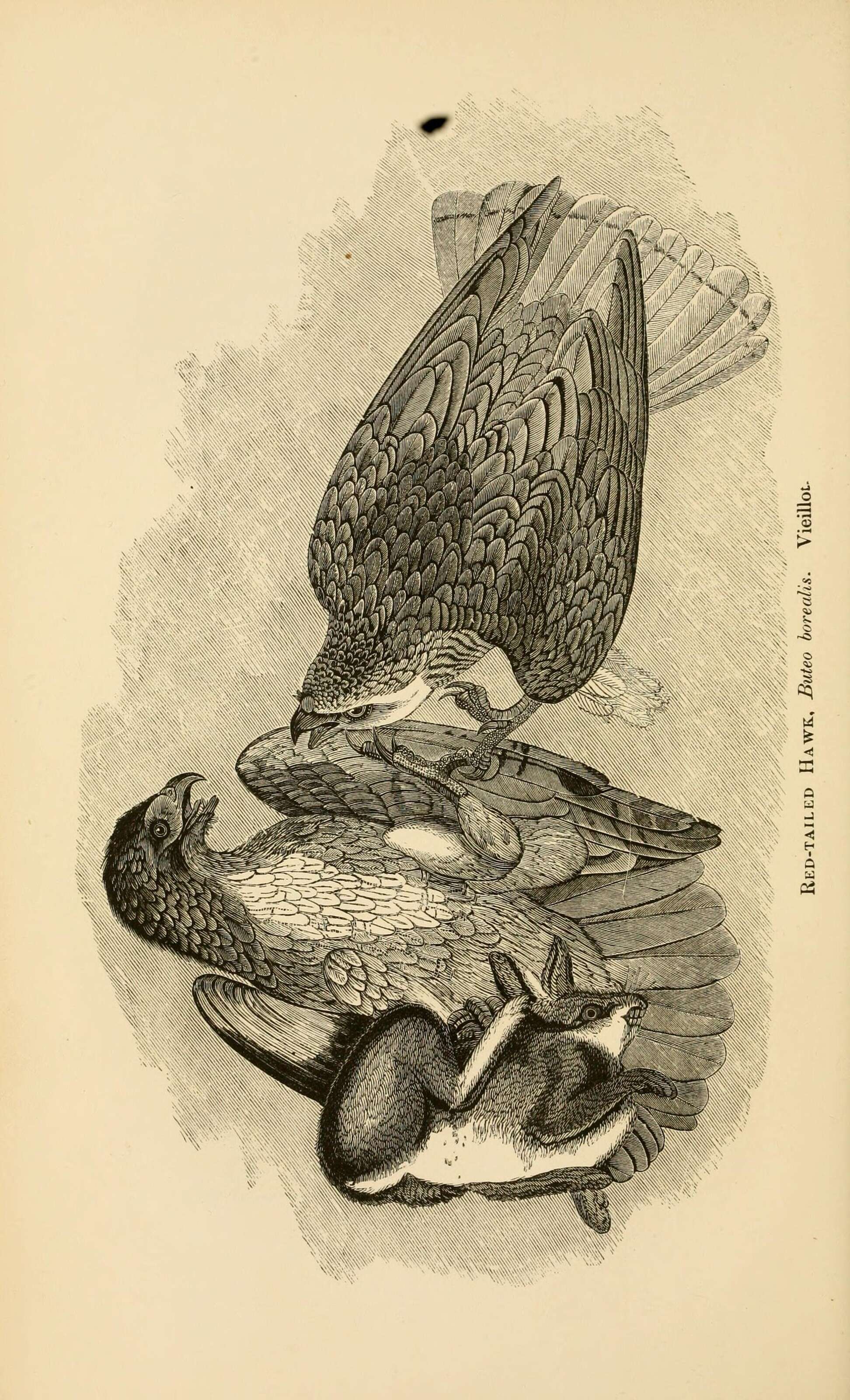 Image of Buteo Lacépède 1799