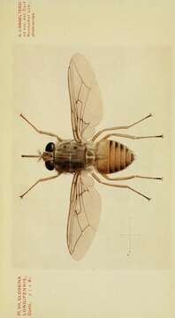 Image of tsetse flies