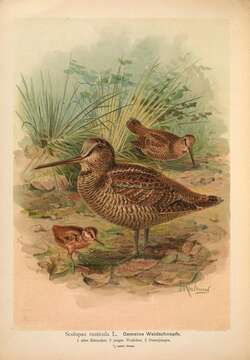 Image of woodcock, eurasian woodcock