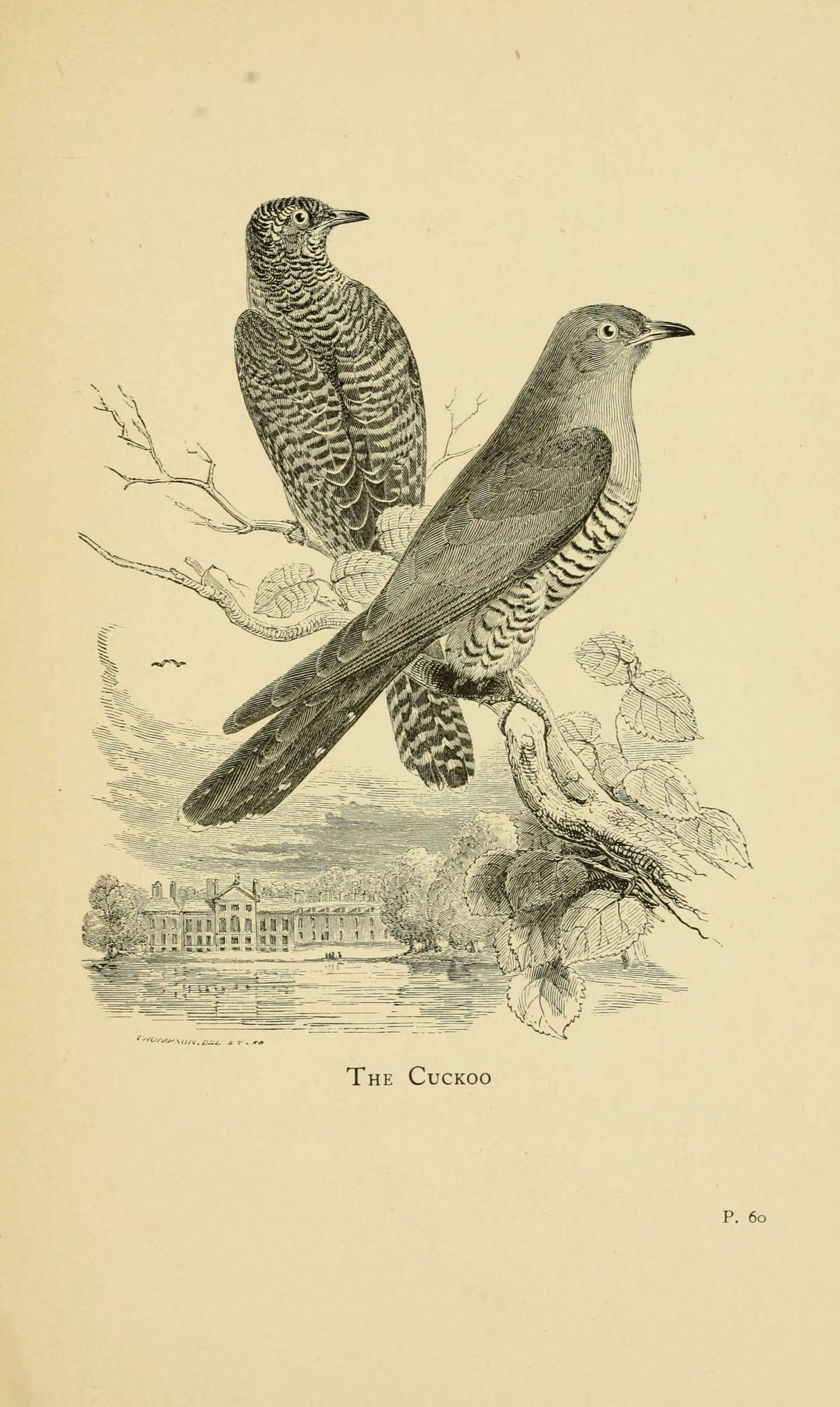 Image of Common Cuckoo