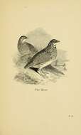 Image of Common Quail