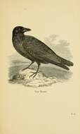 Image of Northern Raven