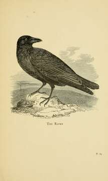 Image of Northern Raven