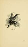 Image of Eurasian Wren