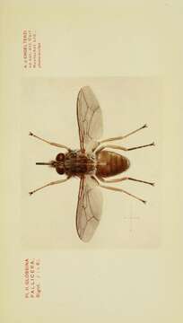 Image of tsetse flies